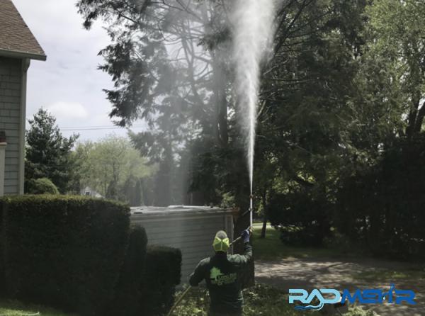 How Do You Spray Tall Trees?
