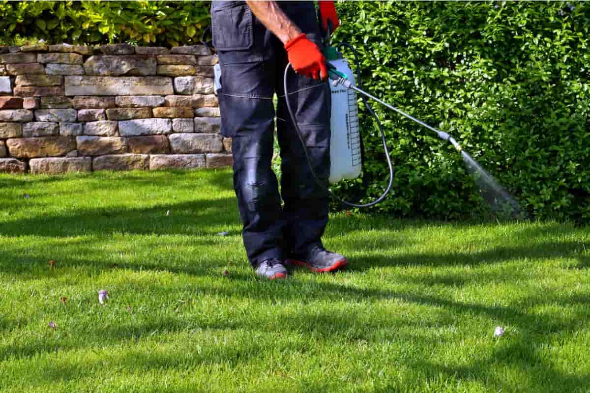  Powered Sprayer pump Battery Backpack | Reasonable Price, Great Purchase 
