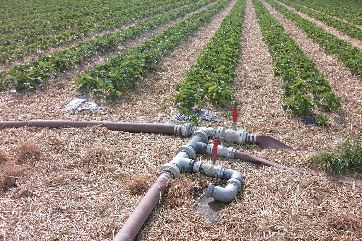  Buy Used Diesel Irrigation Pump + best price 