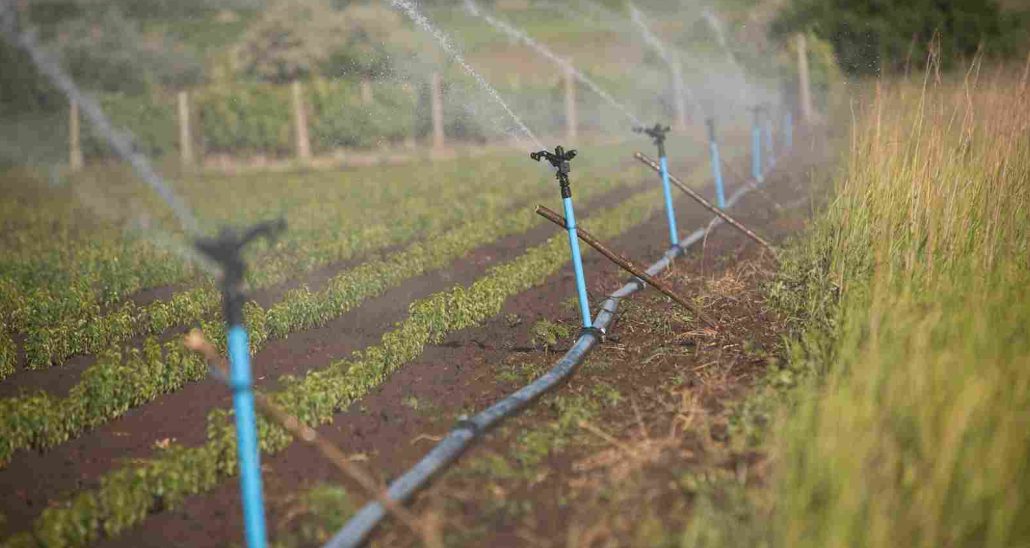 Introduction of diesel irrigation pumps types + purchase price of the day